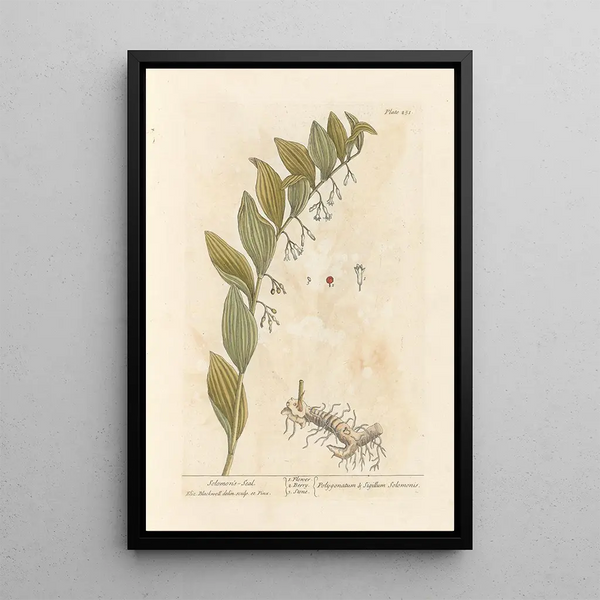 Sceau di Salomone - Elizabeth Blackwell — quadro incorniciato alla parete
