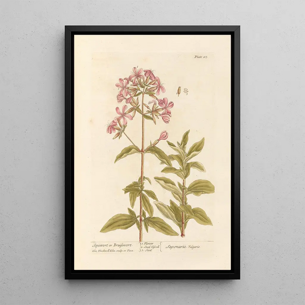 Saponaire ou erba a foulon - Elizabeth Blackwell — quadro incorniciato alla parete