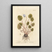 Cyclamen - Elizabeth Blackwell — quadro incorniciato alla parete