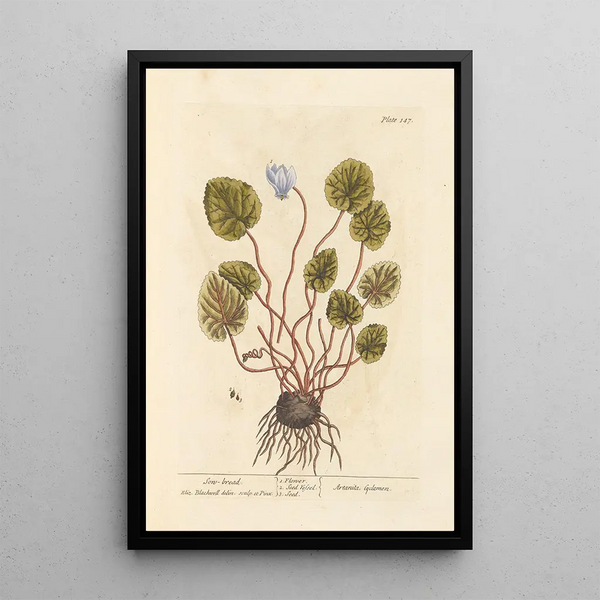 Cyclamen - Elizabeth Blackwell — quadro incorniciato alla parete