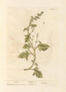 Spinaci - Elizabeth Blackwell — vista dell’opera