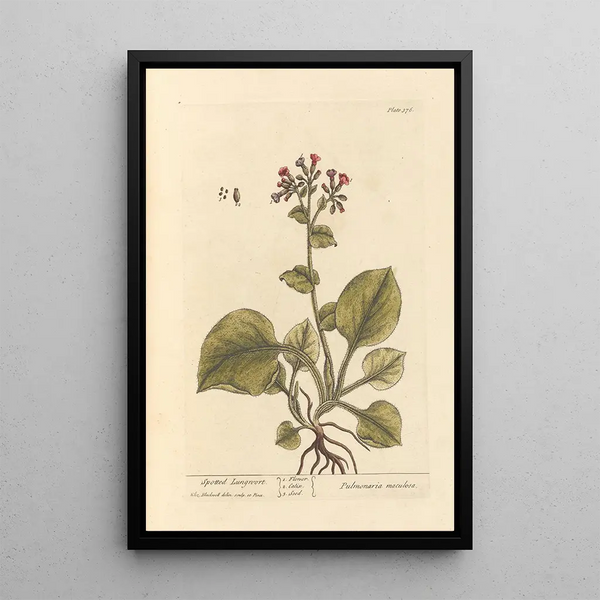 Polmonare macchiato - Elizabeth Blackwell — quadro incorniciato alla parete