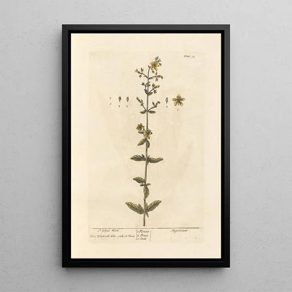 Millepertuis - Elizabeth Blackwell — quadro incorniciato alla parete