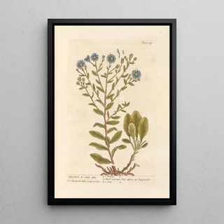 Elizabeth Blackwell - Starwort or aster attic.webp