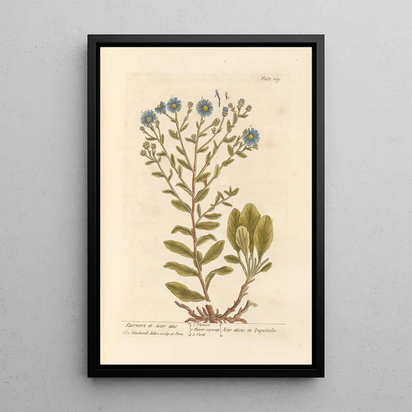 Aster étoilé ou aster attique - Elizabeth Blackwell — quadro incorniciato alla parete