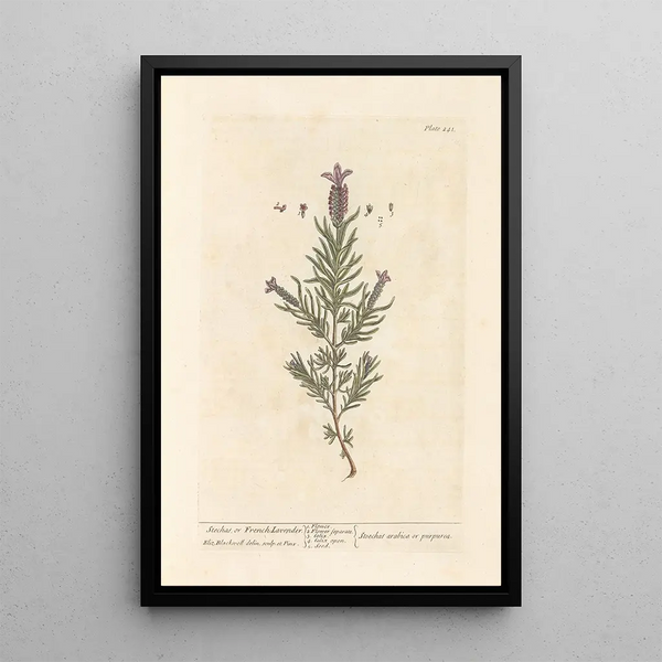Lavanda stéchade o lavanda francese - Elizabeth Blackwell — quadro incorniciato alla parete