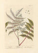 Sumac - Elizabeth Blackwell — vista dell’opera
