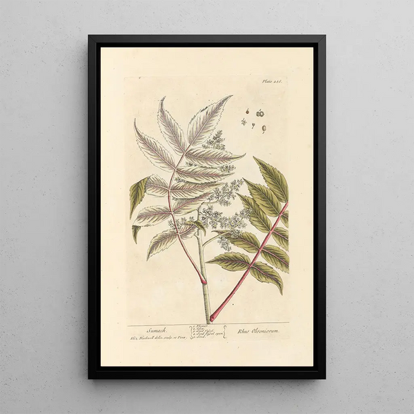 Sumac - Elizabeth Blackwell — quadro incorniciato alla parete