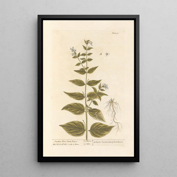 Dompte-venin - Elizabeth Blackwell — quadro incorniciato alla parete