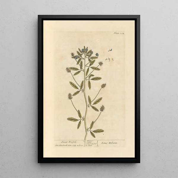 Trèfle dolce - Elizabeth Blackwell — quadro incorniciato alla parete