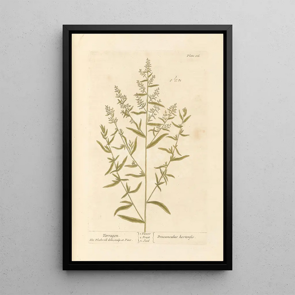 Estragon - Elizabeth Blackwell — quadro incorniciato alla parete