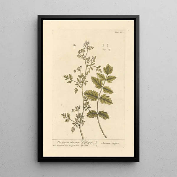 L'amore tedesco - Elizabeth Blackwell — quadro incorniciato alla parete
