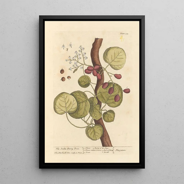 L'albero di bacche di India - Elizabeth Blackwell — quadro incorniciato alla parete