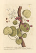 L'albero di bacche di India - Elizabeth Blackwell — vista dell’opera