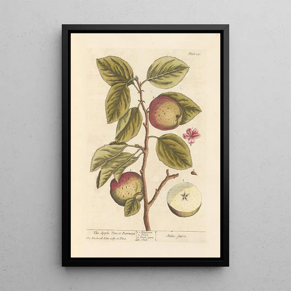 Il melo o pero - Elizabeth Blackwell — quadro incorniciato alla parete