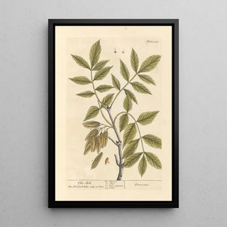 Elizabeth Blackwell - The ash.webp