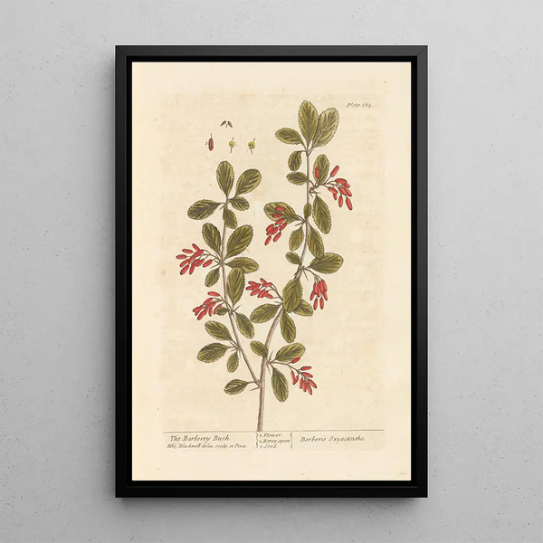 L'épine-vinette - Elizabeth Blackwell — quadro incorniciato alla parete
