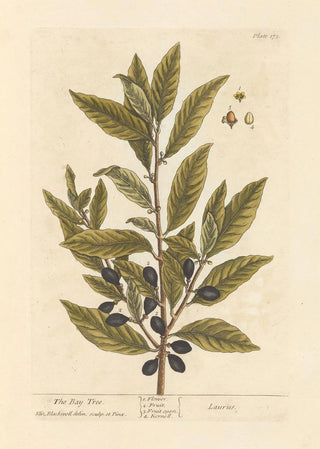 Elizabeth Blackwell - The bay tree.webp