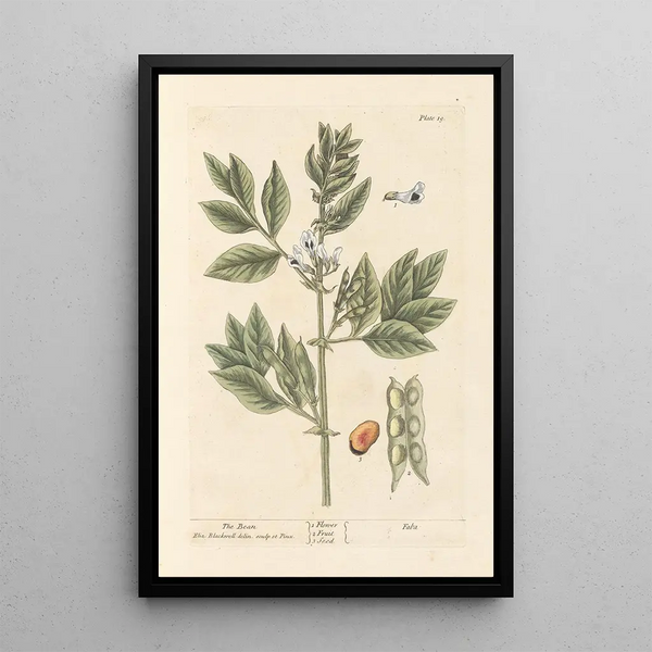 Il fagiolo - Elizabeth Blackwell — quadro incorniciato alla parete