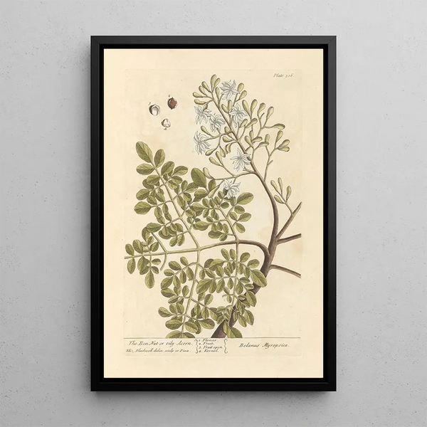 La noix de ben ou gland huileux - Elizabeth Blackwell — quadro incorniciato alla parete