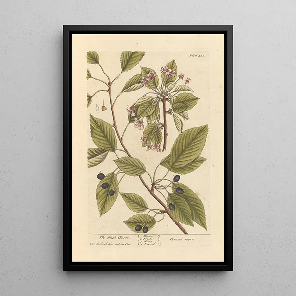 Il ciliegio - Elizabeth Blackwell — quadro incorniciato alla parete