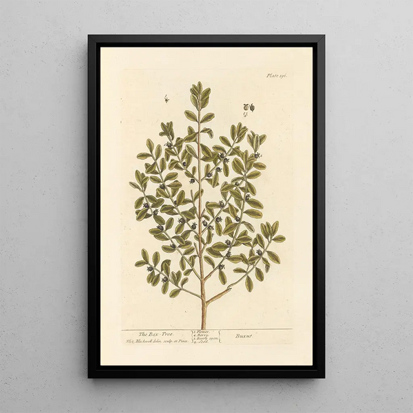 Le buis - Elizabeth Blackwell — quadro incorniciato alla parete