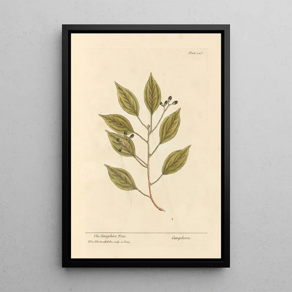 Il camphoraceo - Elizabeth Blackwell — quadro incorniciato alla parete