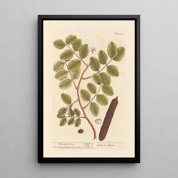 Il albero di carrubo - Elizabeth Blackwell — quadro incorniciato alla parete