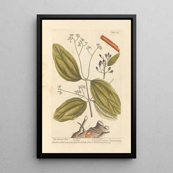 Le cannelier - Elizabeth Blackwell — quadro incorniciato alla parete