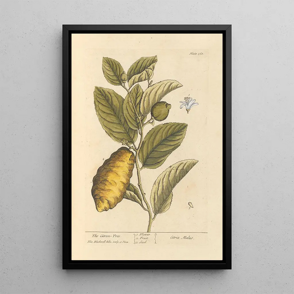 Le cédratier - Elizabeth Blackwell — quadro incorniciato alla parete