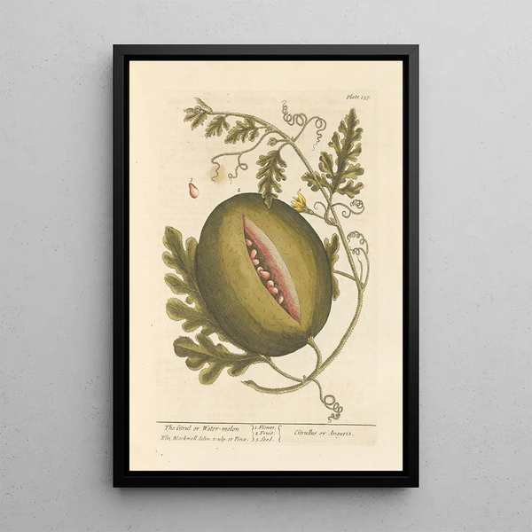 Le citrullus ou pastèque - Elizabeth Blackwell — quadro incorniciato alla parete