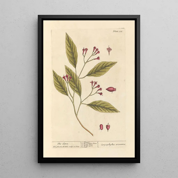 Il chiodo di garofano - Elizabeth Blackwell — quadro incorniciato alla parete