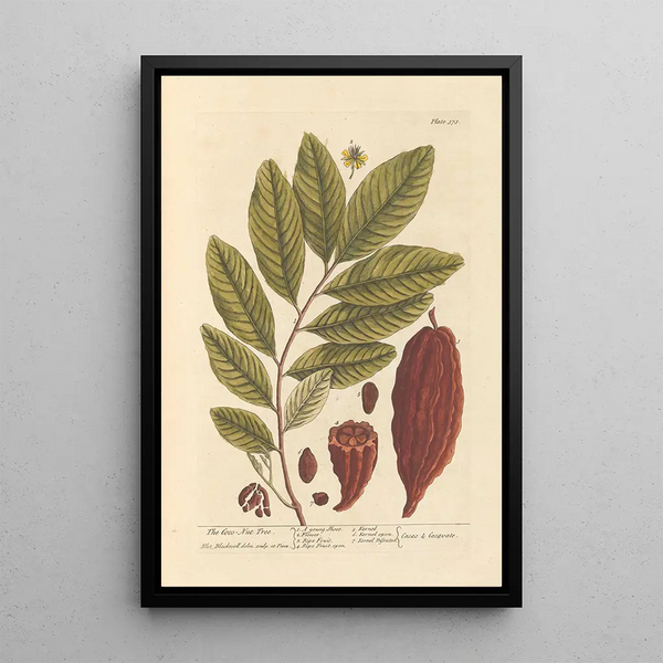 Le cocotier - Elizabeth Blackwell — quadro incorniciato alla parete