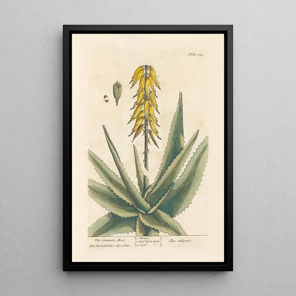 L'aloès comune - Elizabeth Blackwell — quadro incorniciato alla parete