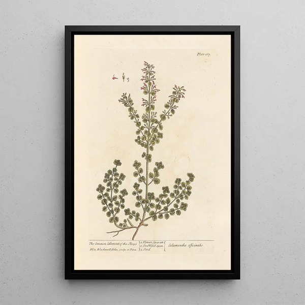 La calament des boutiques - Elizabeth Blackwell — quadro incorniciato alla parete
