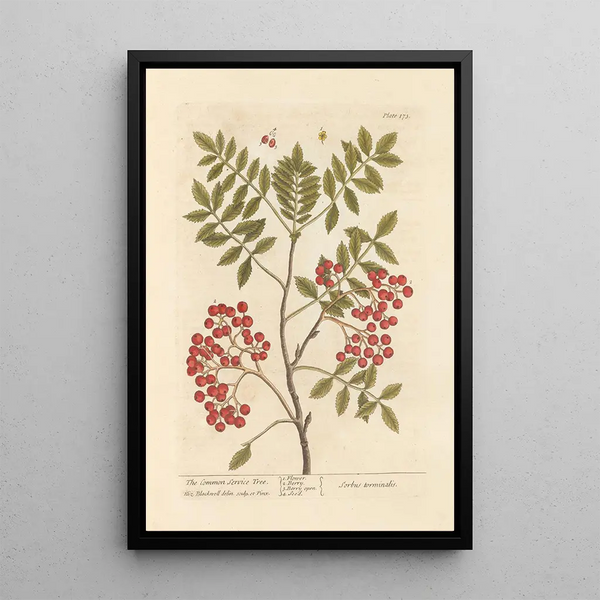 Il sorbo - Elizabeth Blackwell — quadro incorniciato alla parete
