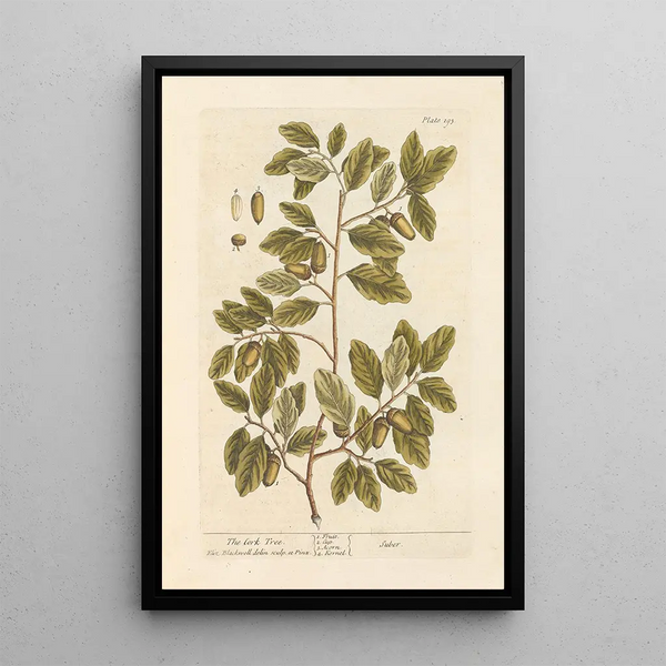 Il quercus-cork - Elizabeth Blackwell — quadro incorniciato alla parete