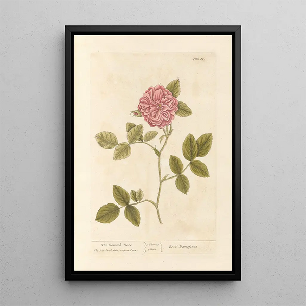 La rosa di Damasco - Elizabeth Blackwell — quadro incorniciato alla parete
