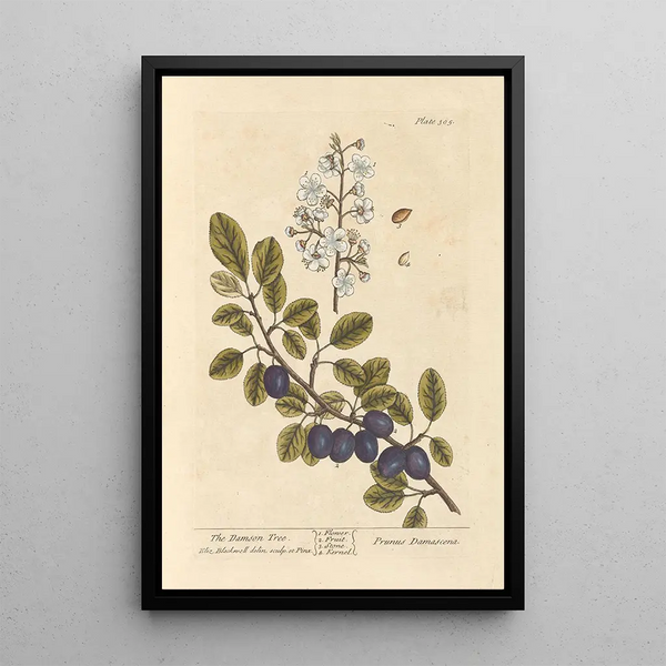 Il prugno - Elizabeth Blackwell — quadro incorniciato alla parete