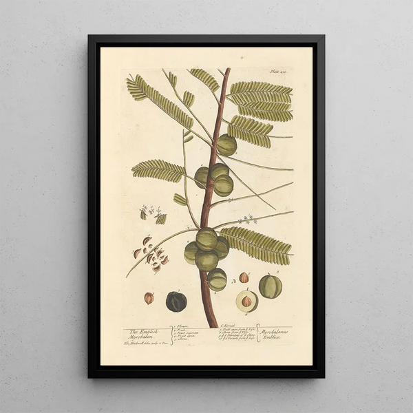 Le myrobolan emblique - Elizabeth Blackwell — quadro incorniciato alla parete