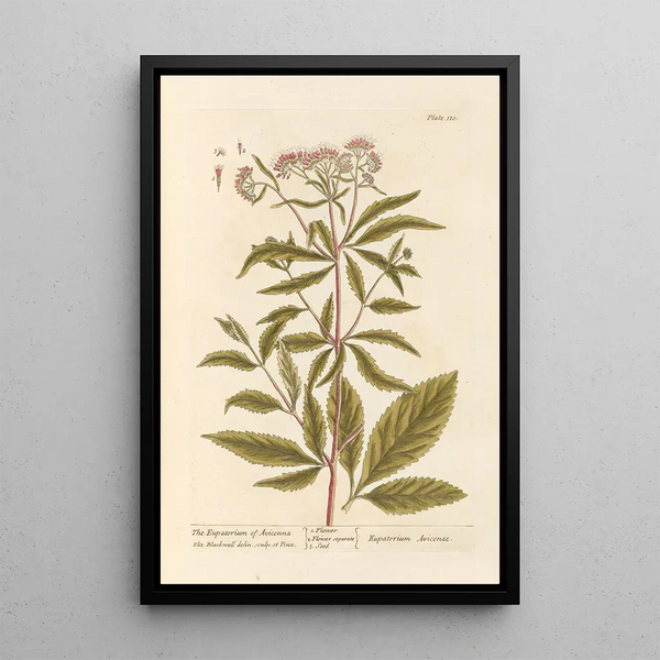 L'eupatorio di Avicenna - Elizabeth Blackwell — quadro incorniciato alla parete