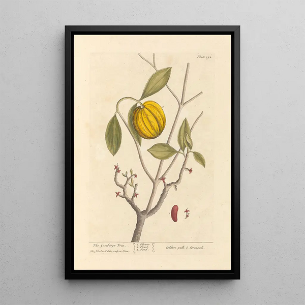 Le garcinia - Elizabeth Blackwell — quadro incorniciato alla parete