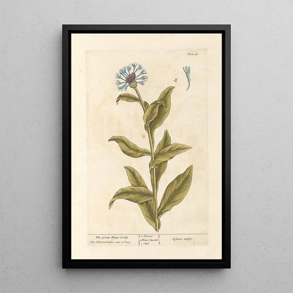 La grande mouche bleue - Elizabeth Blackwell — quadro incorniciato alla parete
