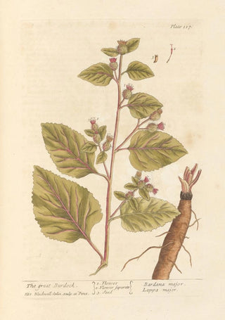 Elizabeth Blackwell - The great burdock.webp