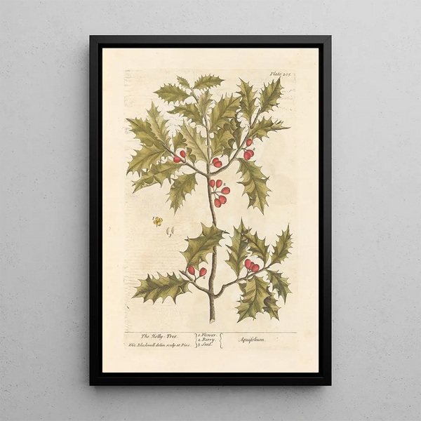 Le houx - Elizabeth Blackwell — quadro incorniciato alla parete