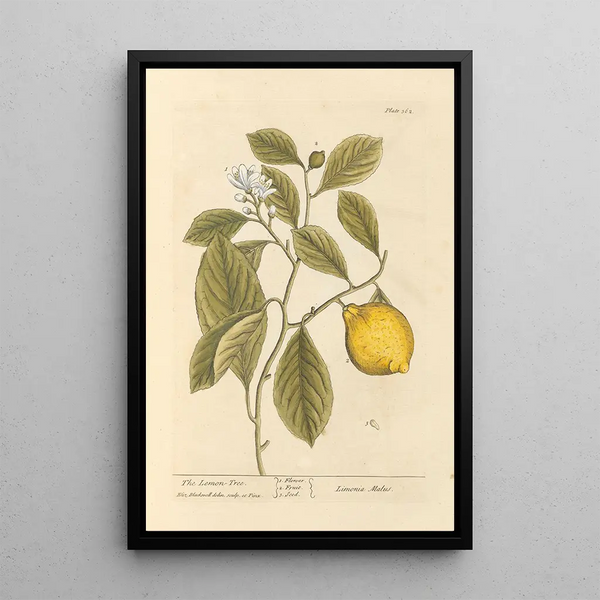 Il limoneto - Elizabeth Blackwell — quadro incorniciato alla parete