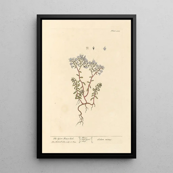 La petite joubarbe - Elizabeth Blackwell — quadro incorniciato alla parete