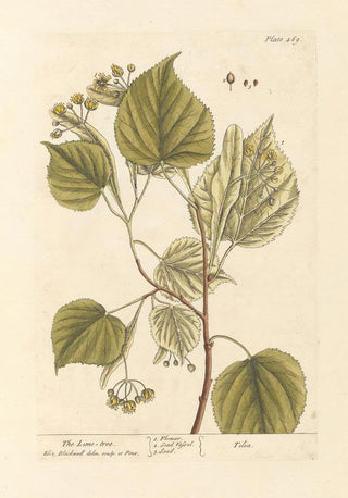 Elizabeth Blackwell - The lime tree.webp