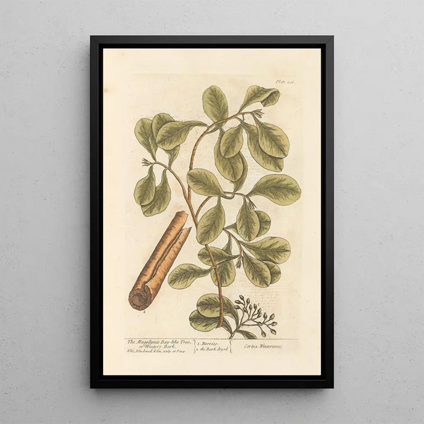 Il canneto di Magellano o corteccia di Winter - Elizabeth Blackwell — quadro incorniciato alla parete