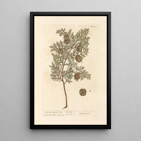 Il cipresso maschio - Elizabeth Blackwell — quadro incorniciato alla parete